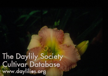 Daylily Love is a Promise